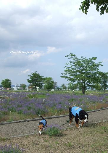 f0150377_10361640.jpg