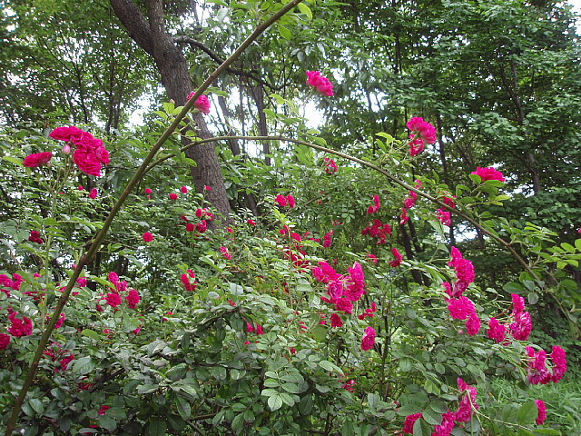 a0079880_2125581.jpg