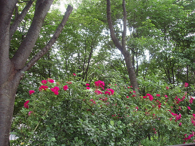 a0079880_2143059.jpg