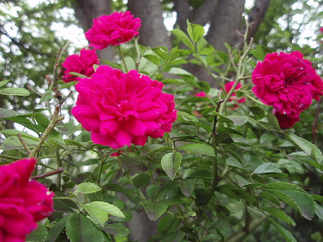 a0079880_214925.jpg