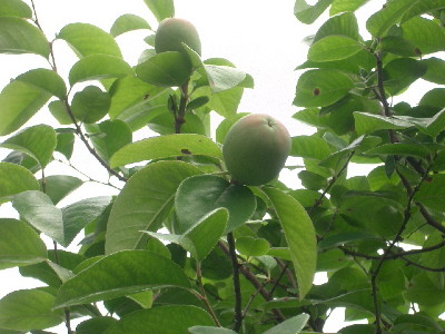 c0132387_183563.jpg