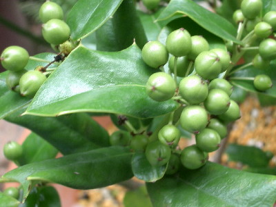 c0132387_193766.jpg