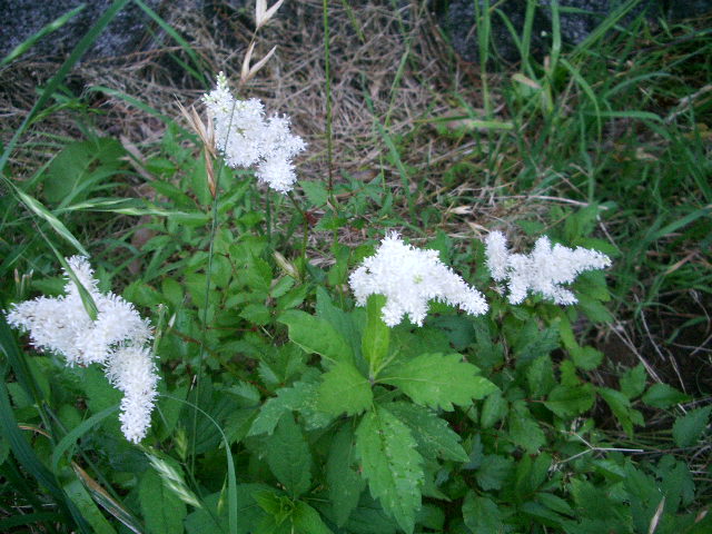 e0025300_1282045.jpg