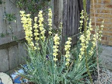 e0114020_1984197.jpg
