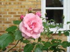 e0114020_1992494.jpg