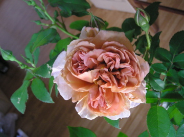 f0128723_054583.jpg