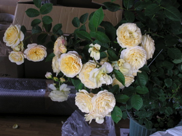 f0128723_0686.jpg