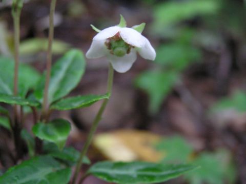 e0145033_9184185.jpg
