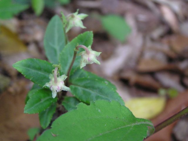e0145033_9211889.jpg