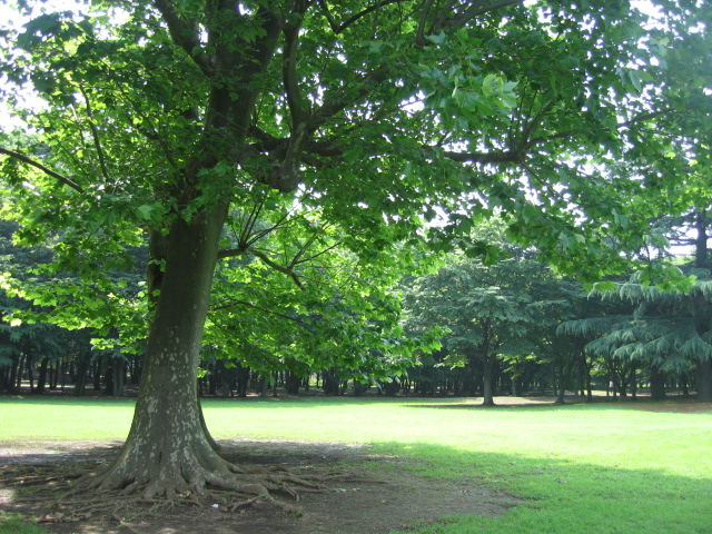 b0088037_21435750.jpg