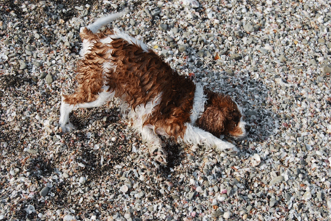 c0136838_22435251.gif