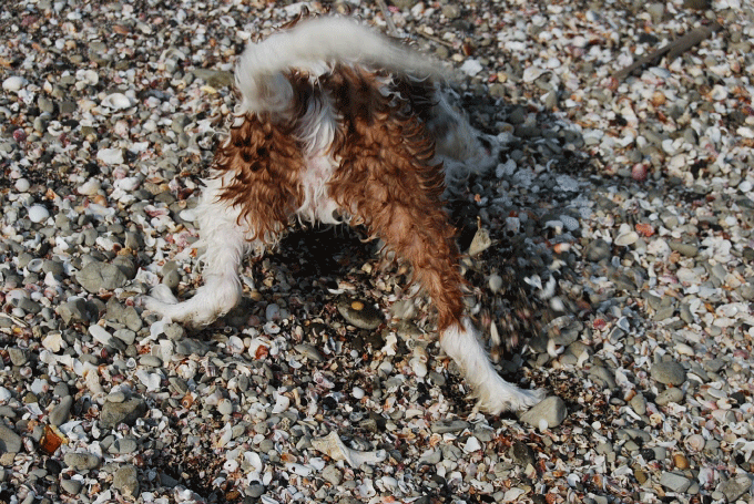 c0136838_2245097.gif