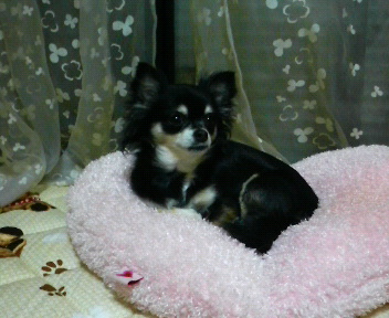 c0121141_012582.jpg