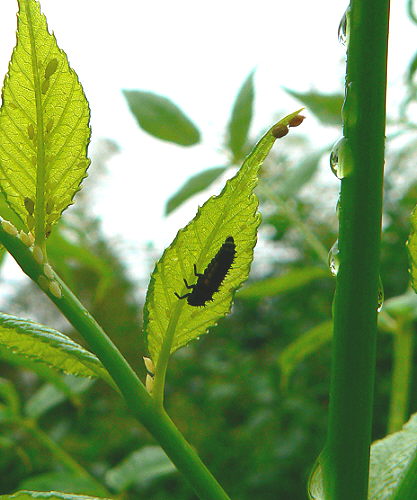 d0091754_2303486.jpg
