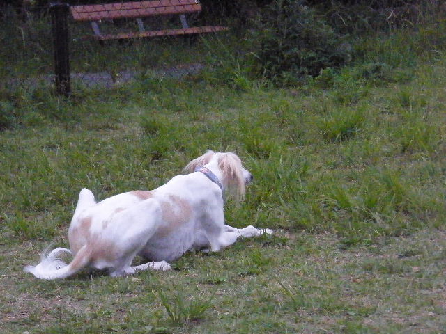 e0003270_11132810.jpg