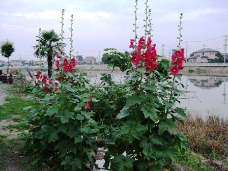 c0078480_1632433.jpg