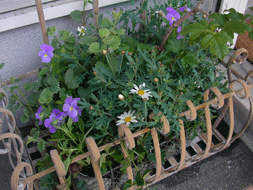 b0032694_665068.gif
