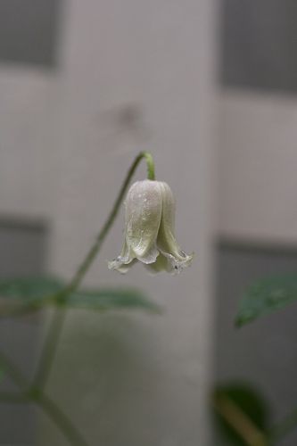 e0082098_1053378.jpg