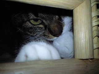 c0035001_17142248.jpg