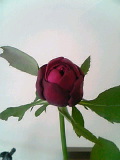 a0052621_234168.jpg