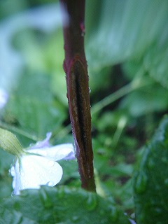 f0054421_21374677.jpg