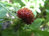 f0165831_5235135.jpg