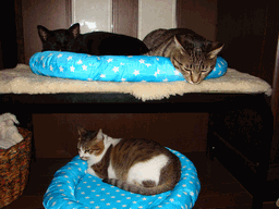 c0136736_21513284.gif