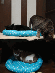 c0136736_21515695.gif