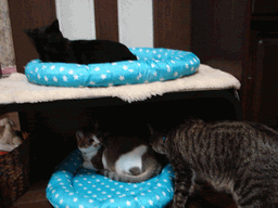 c0136736_2152103.gif