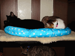 c0136736_21523021.gif