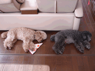 c0136736_220234.gif
