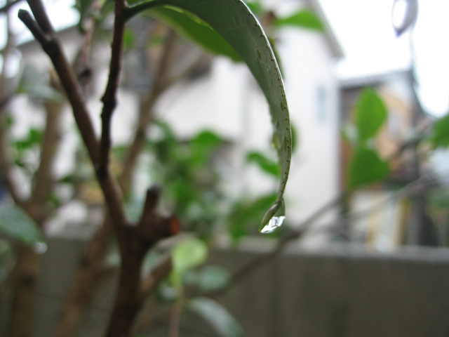 b0088037_12261737.jpg
