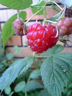 c0056437_0221861.jpg