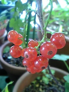 c0056437_0281319.jpg