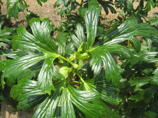 c0145449_2152862.jpg