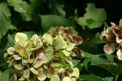 b0120159_13365016.jpg