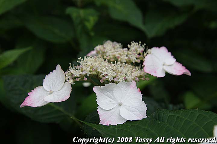 f0002163_22462578.jpg