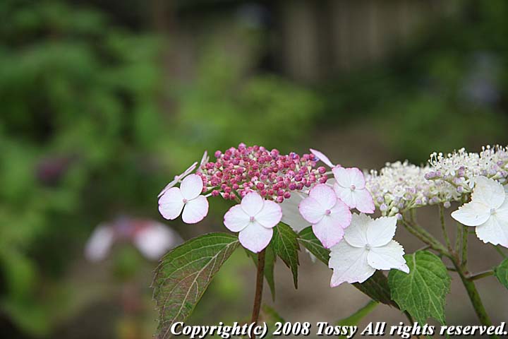 f0002163_2247715.jpg