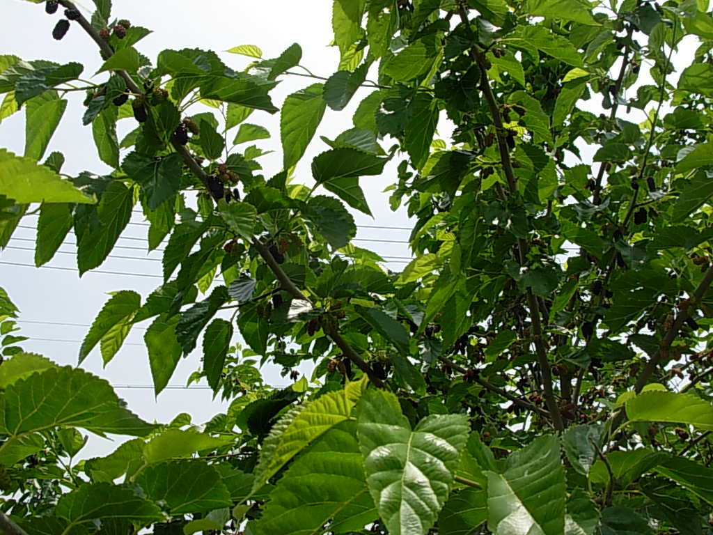 d0048366_742310.jpg