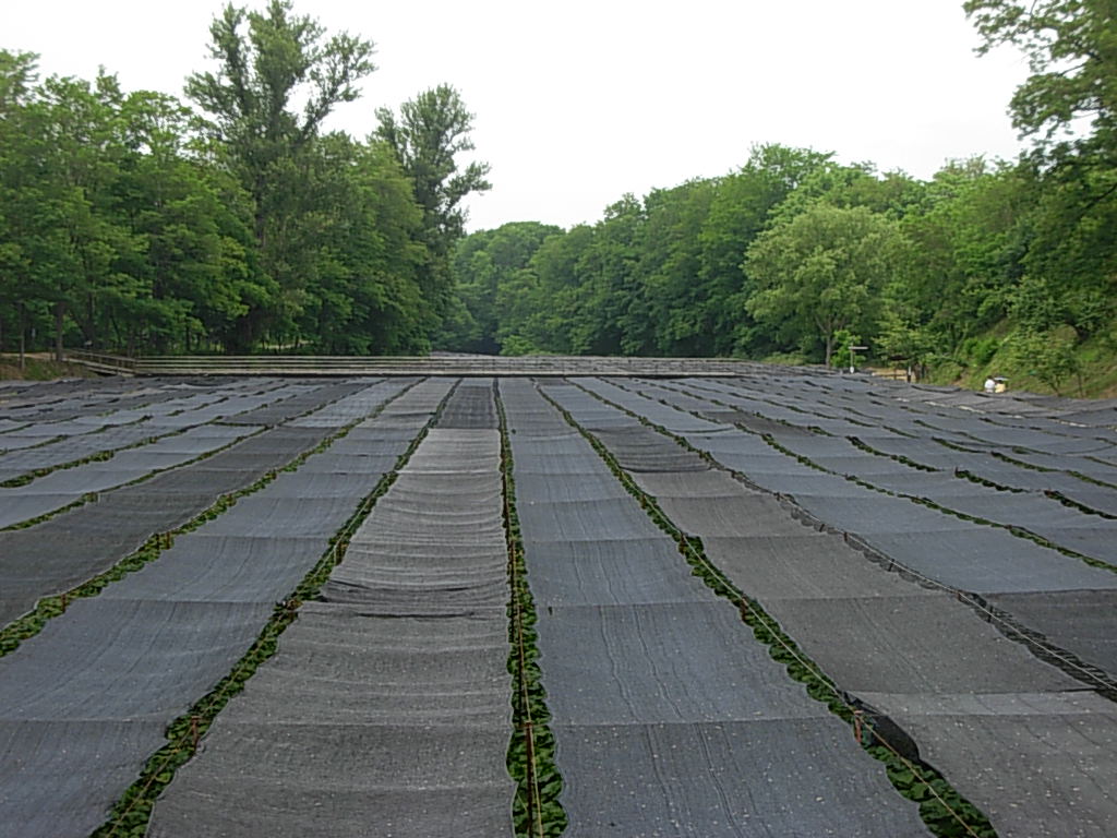 d0048366_7463476.jpg