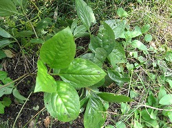 e0041168_8224816.jpg