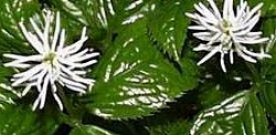 e0041168_8234951.jpg