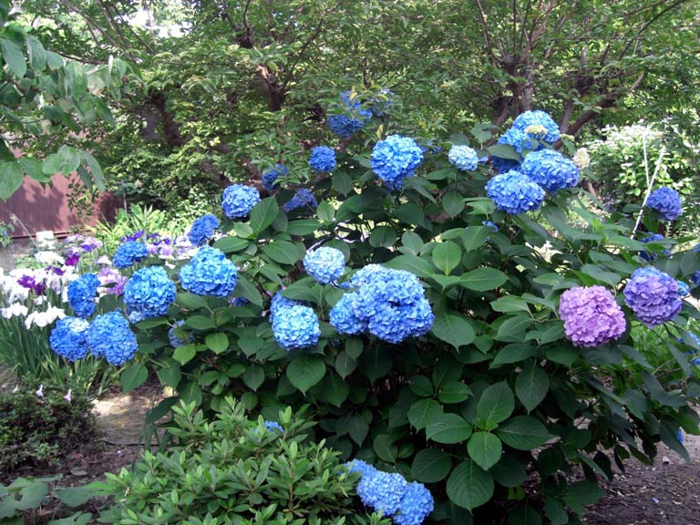 b0060071_051615.jpg