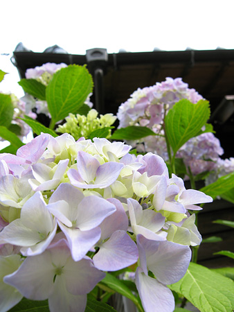 c0104371_1022498.jpg