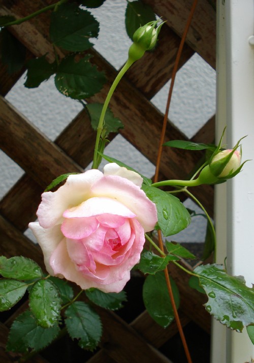 f0165677_23203070.jpg