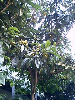 c0148485_21341810.jpg