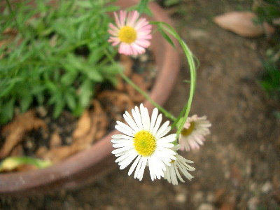c0132387_1515465.jpg
