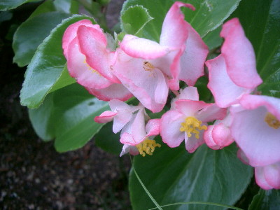 c0132387_2123790.jpg