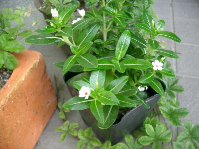 c0132387_23575347.jpg