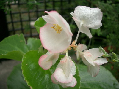 c0132387_24324.jpg